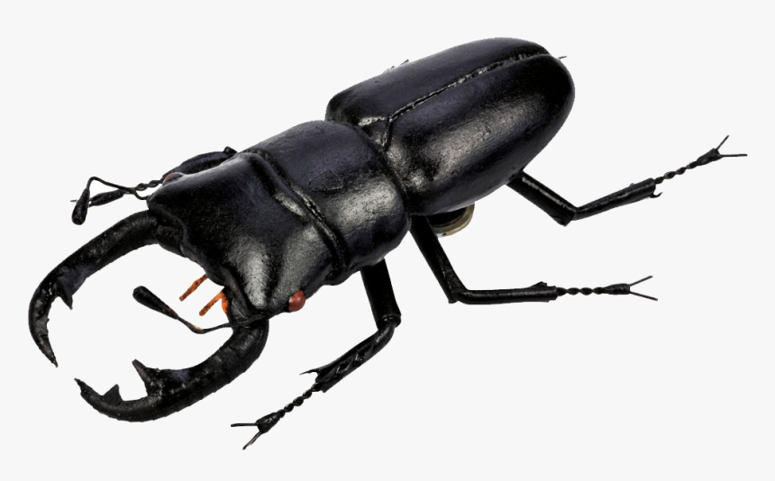 Download Beetle Png Pic - Beetles Png, Transparent Png