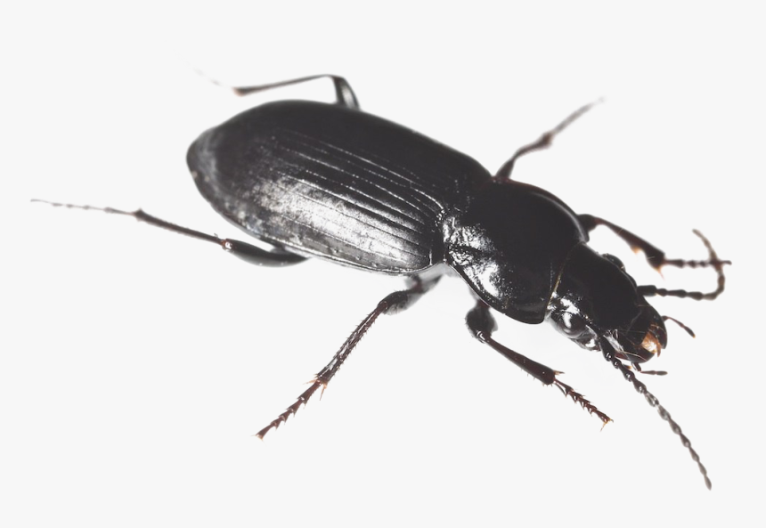 Black Beetle Png Hd - Black Ground Beetle, Transparent Png