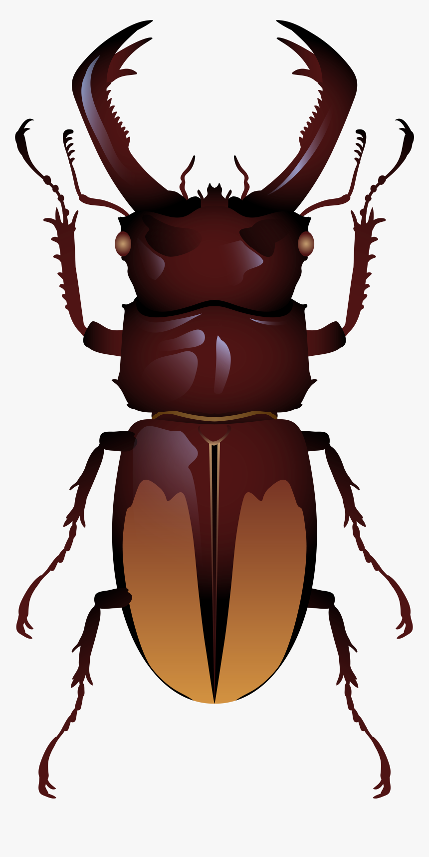 Beetle Png Clip Art - Stag Beetle Beetle Top View, Transparent Png