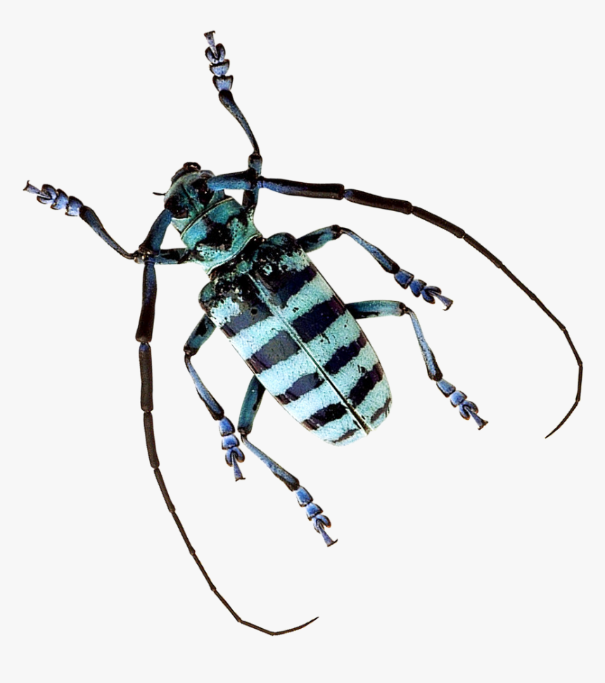 Beetle Png Image - Tiger Beetle Transparent Background, Png Download