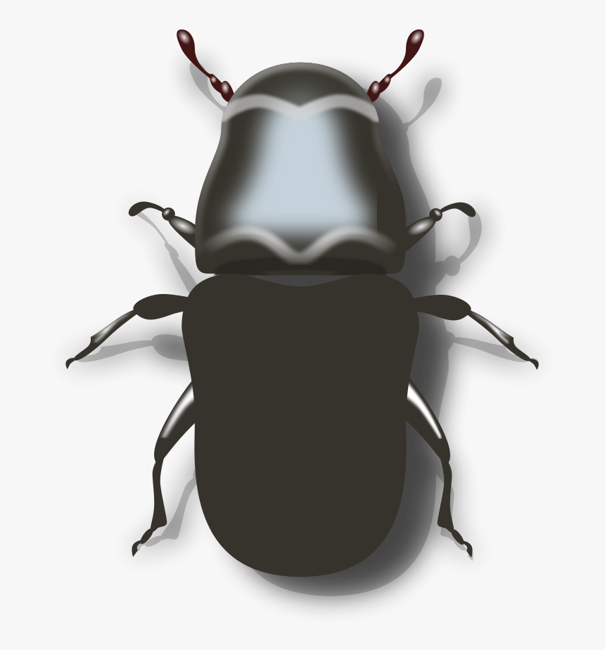 Transparent Insects Clipart - Pine Beetle Clipart, HD Png Download