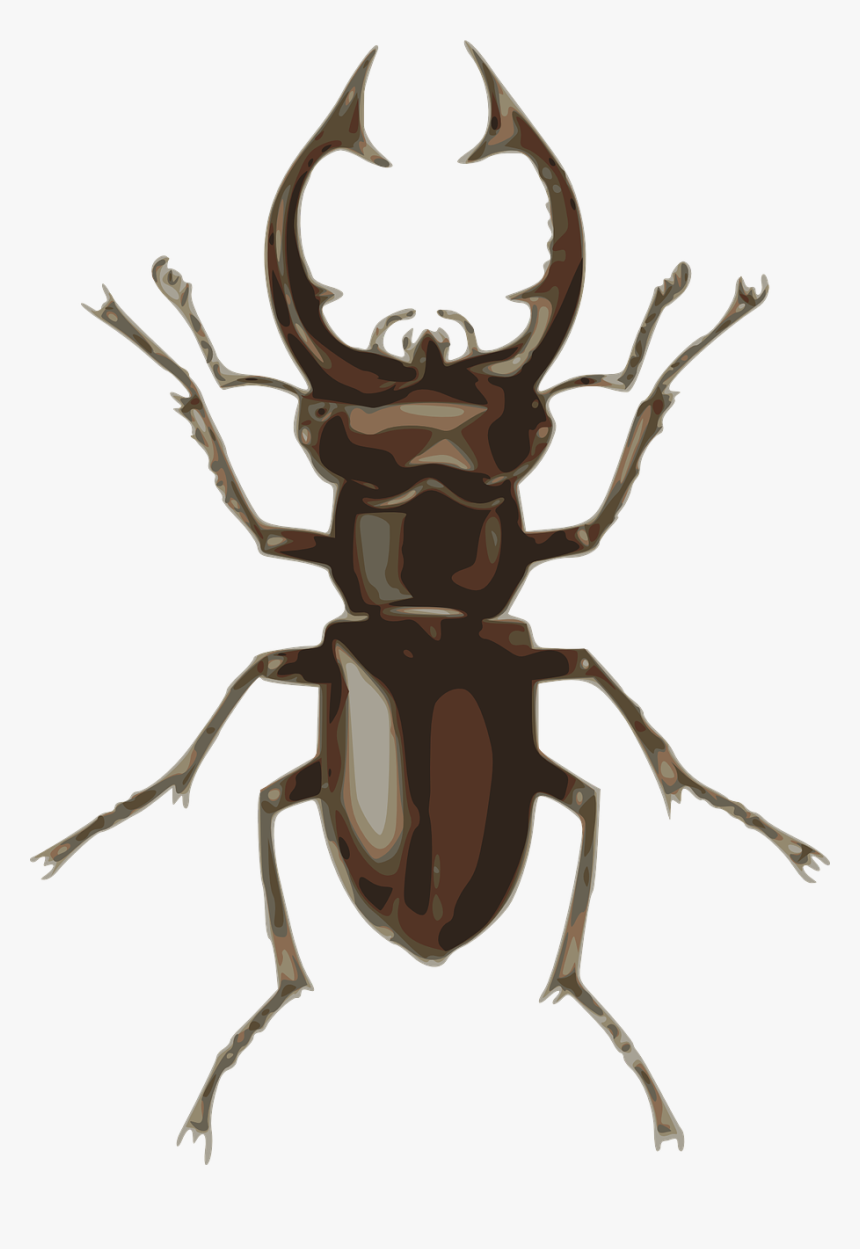 Stag Beetle Clipart, HD Png Download
