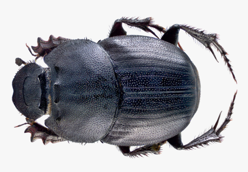 Dung Beetle Png File - Malaysian Dung Beetle, Transparent Png