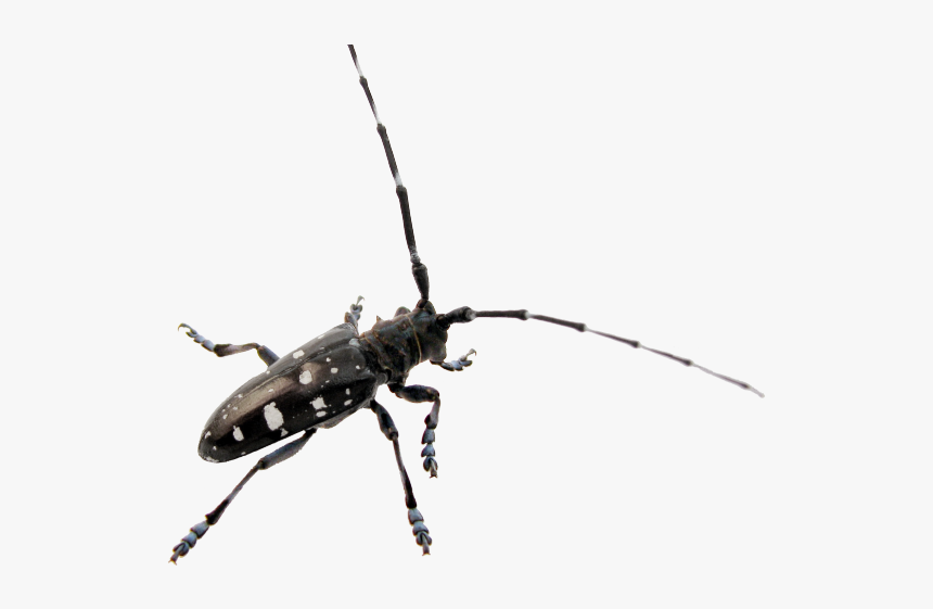 Beetle Png Transparent Images - Asian Long Long Beetle, Png Download