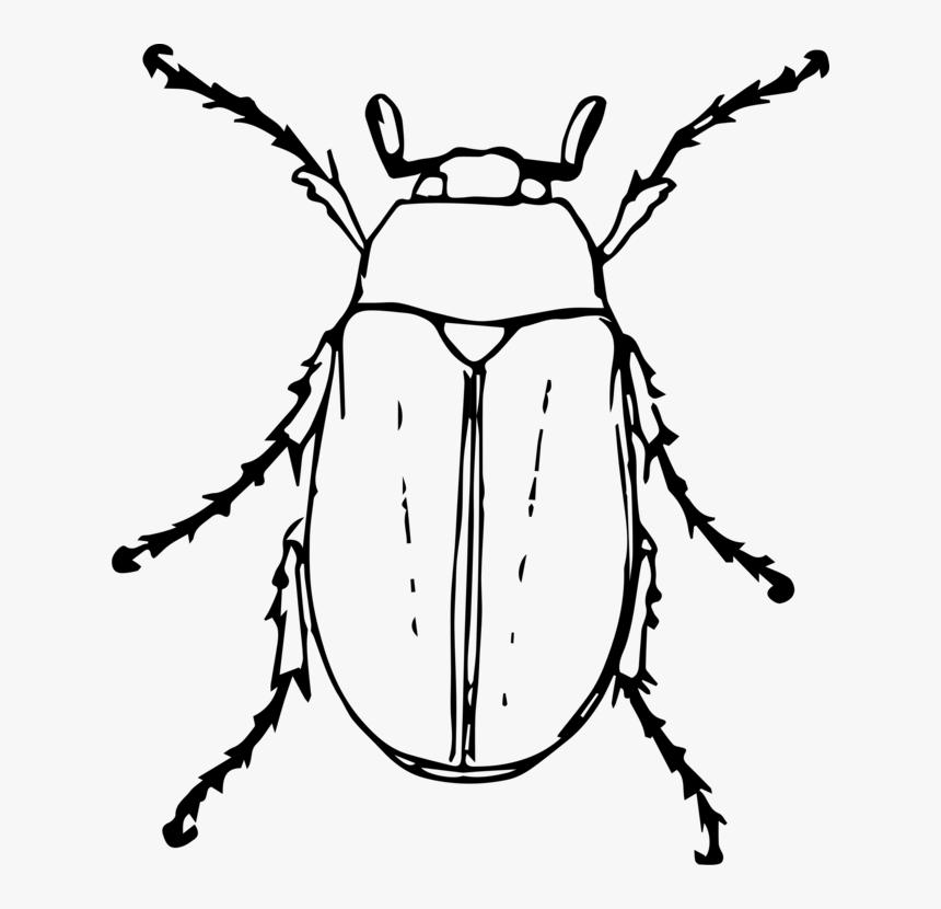 Beetle Transparent Black - Black And White Beetle Clipart, HD Png Download