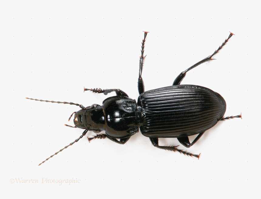 Black Beetle Png File - Feronia Nigrita, Transparent Png