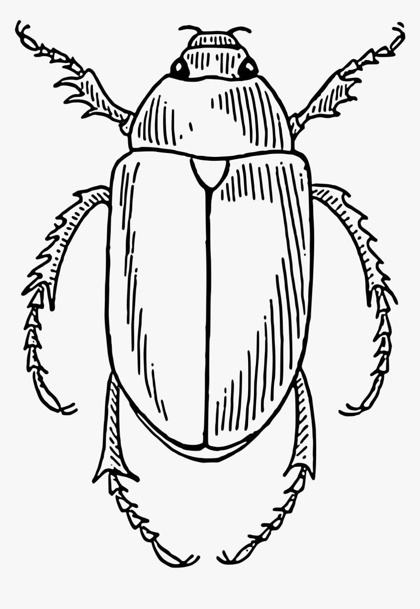 Beetle Clip Arts - Beetle Line Art, HD Png Download
