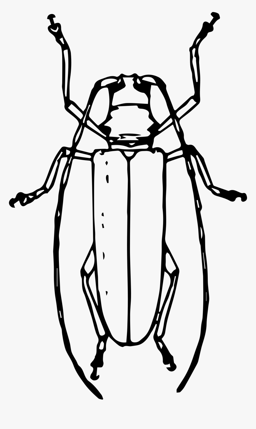 Longhorned Beetle Clip Arts - Emerald Ash Borer Clipart, HD Png Download