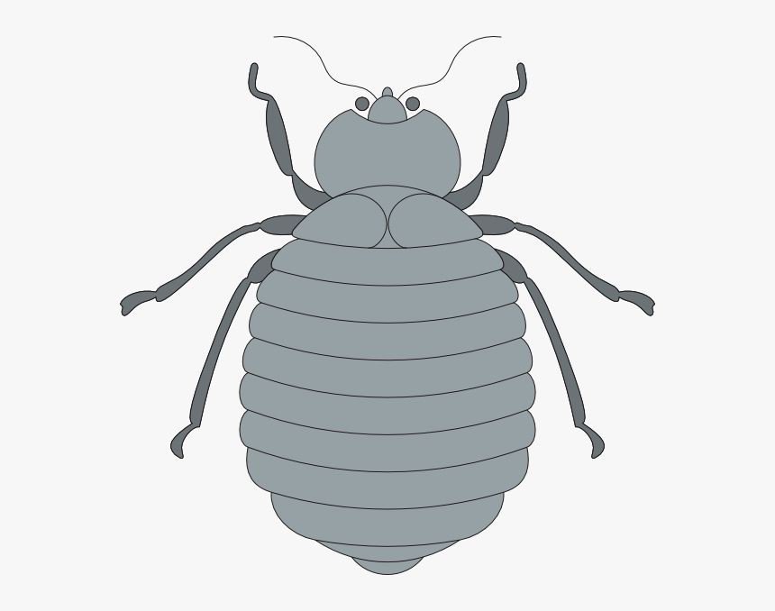 Gray Beetle Svg Clip Arts - Gray Beetle Clipart, HD Png Download