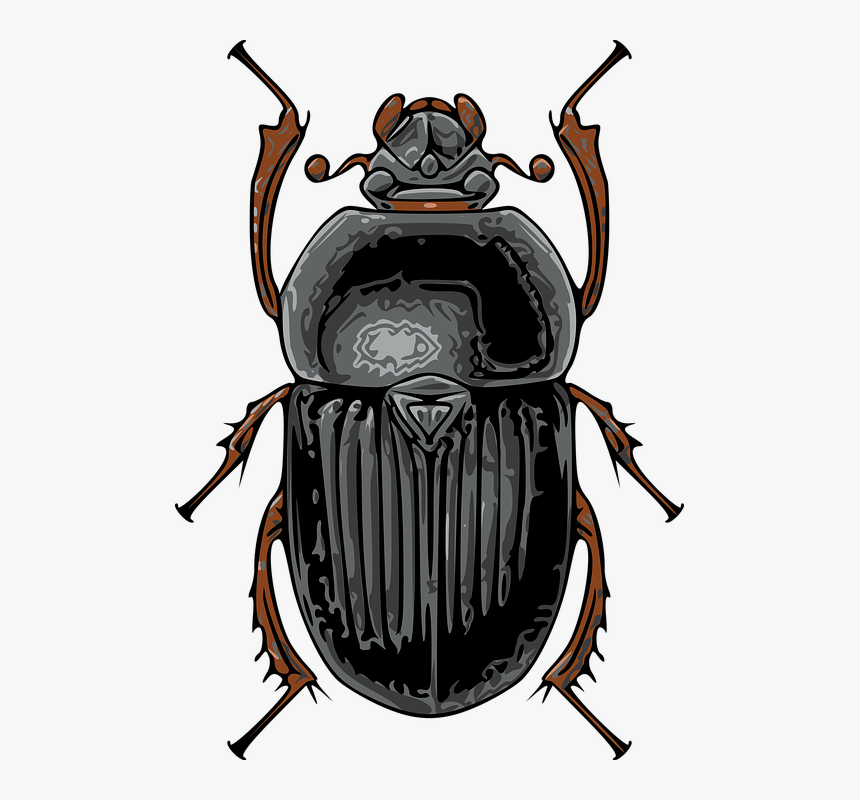 Beetle, Black, Insect, Nature - Beetle Bug, HD Png Download