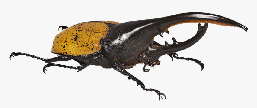 Beetle Transparent Hercules - Hercules Beetle Transparent Background, HD Png Download