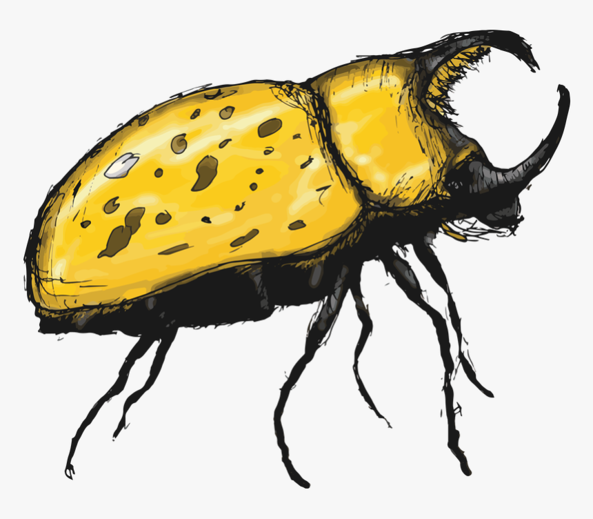 Japanese Rhinoceros Beetle - Rhinoceros Beetle Clipart, HD Png Download