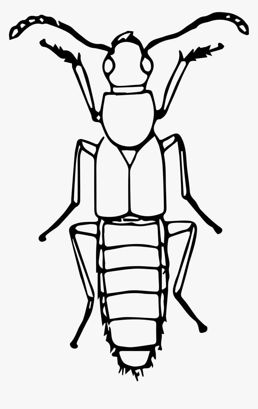 Rove Beetle Clip Arts - Bugs Line Drawing, HD Png Download