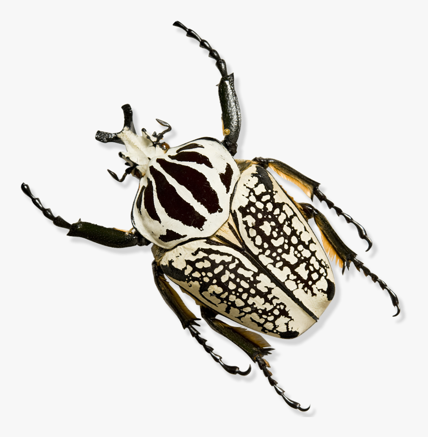 Beetle Transparent Black Australian - Order Hemiptera, HD Png Download