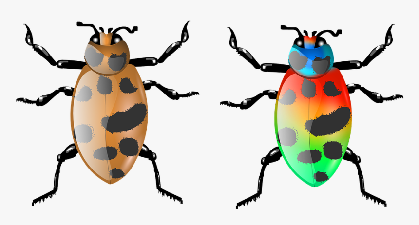 Beetle, Insect, Bug, Animal, Nature, Wildlife, Fly - Download, HD Png Download