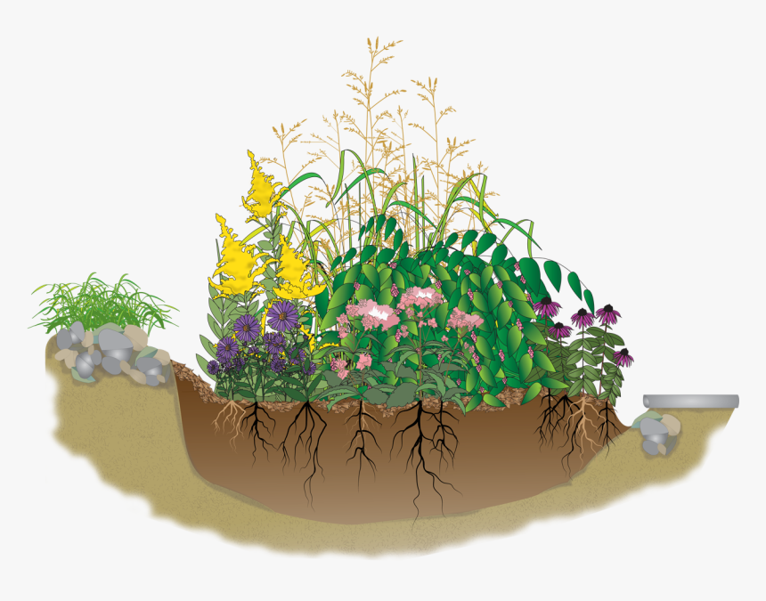 Hd A Rain Garden Is An Attractive - Rain Garden Clipart, HD Png Download