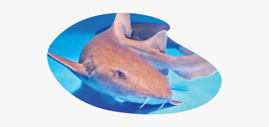 Great White Shark, HD Png Download