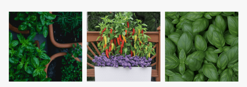 Container Gardening - Cherry Tomatoes, HD Png Download