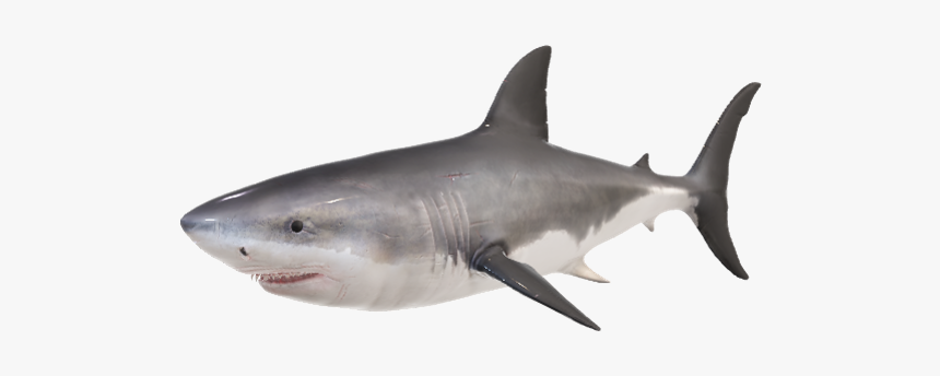 Great White Shark, HD Png Download