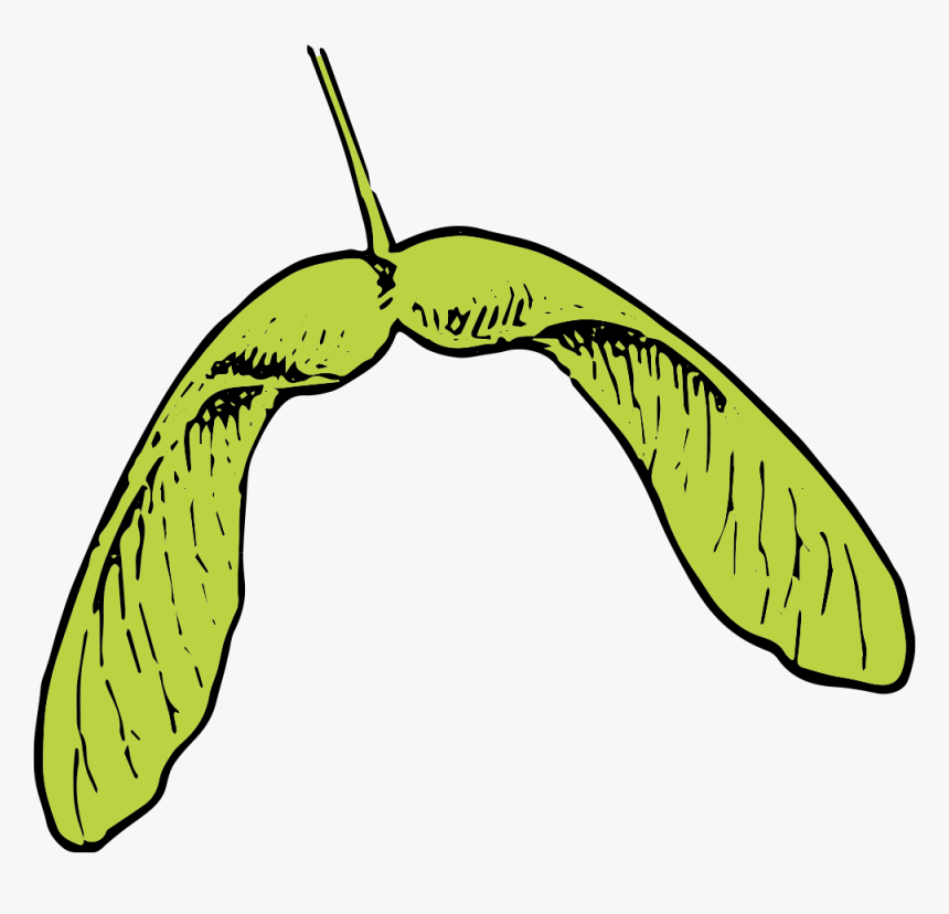 Maple Leaf And Seed Clip Art - Maple Seed Clip Art, HD Png Download