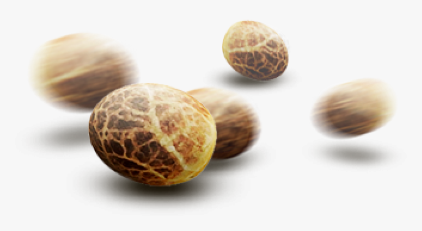 6 Wallpapers, Bud, Xz - Seeds Weed Png, Transparent Png