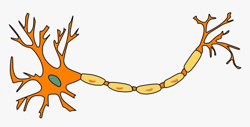 Neuron, Nerve Cell, Axon, Dendrite, Cell, Biology - Neuron Clip Art, HD Png Download
