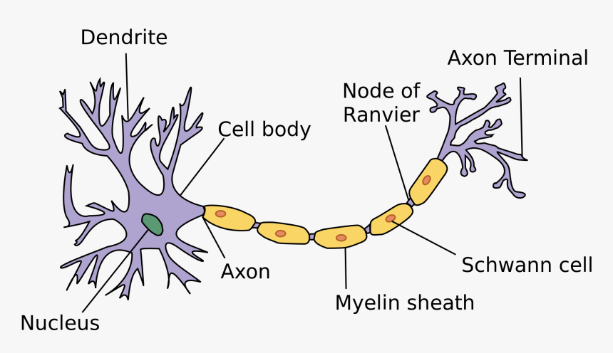 Https - //en - M - Wikipedia - - Svg - Basic Parts Of Neuron, HD Png Download