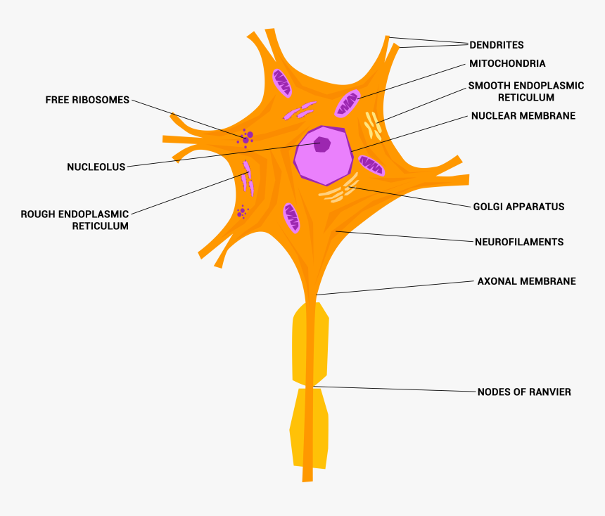 Neuron Or Nerve Cell - Nervous Tissue Diagram Png, Transparent Png