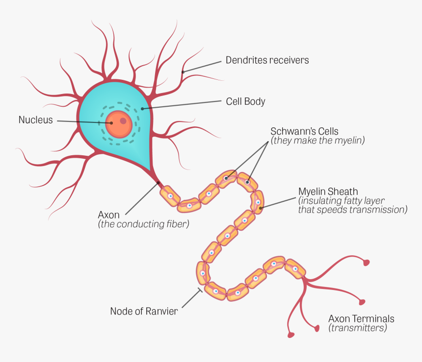 Human Brain Neuron Diagram, HD Png Download
