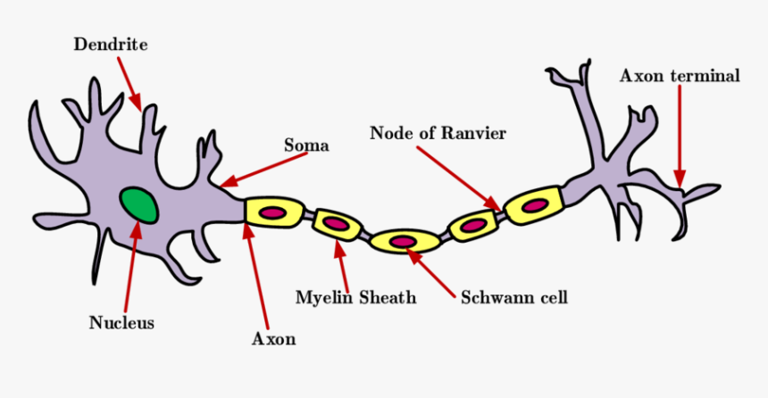 Figure Of A Neuron, HD Png Download