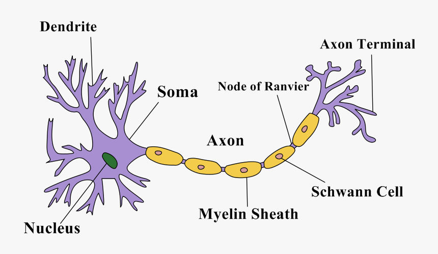 Transparent Neurons Png - Nerves Are Made Up, Png Download