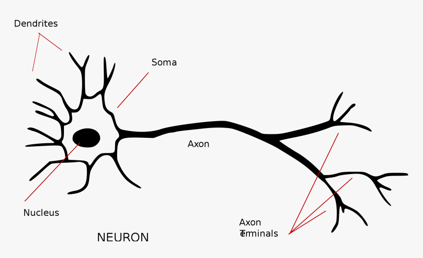 Annotated Neuron, HD Png Download