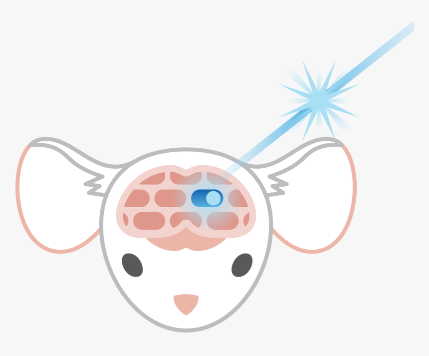 Optogenetics Illustration, HD Png Download