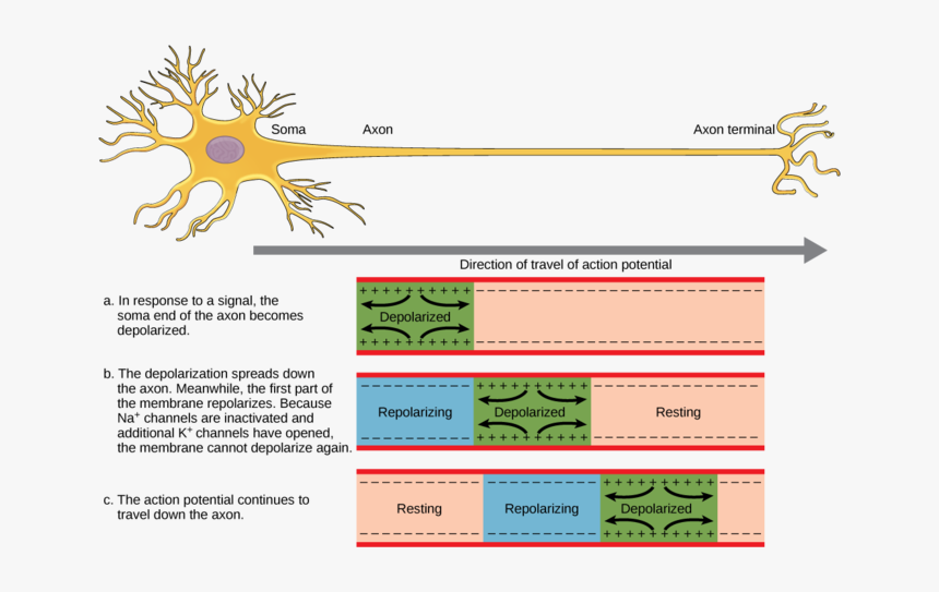 Image - Impulse Travels Along A Neuron, HD Png Download