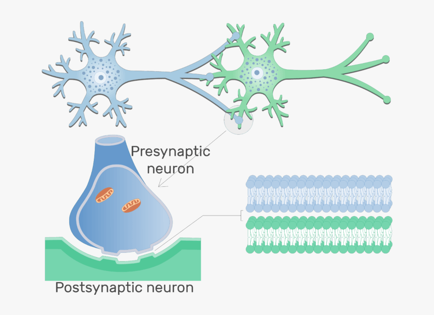An Image Showing Electrical Synapse Between 2 Neurons - Neuron Png, Transparent Png