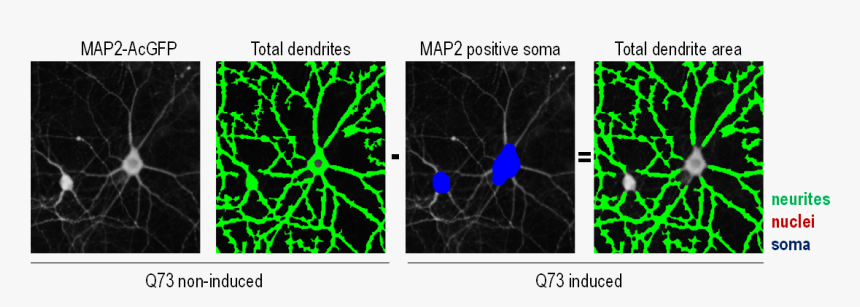 Diagram, HD Png Download