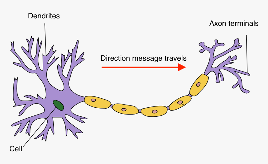 Neuron Hand-tuned - Biopsychology Structure Of A Neuron, HD Png Download