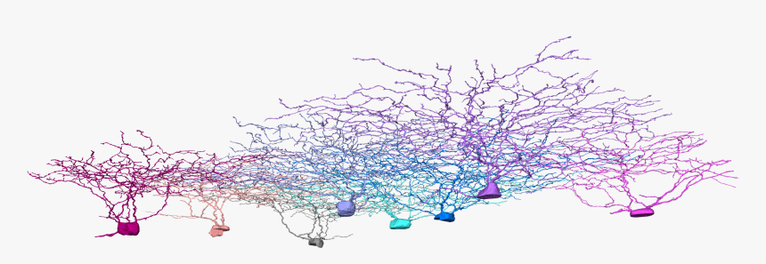 2i, Neurons, Neuroscience, Eyewire - Drawing, HD Png Download