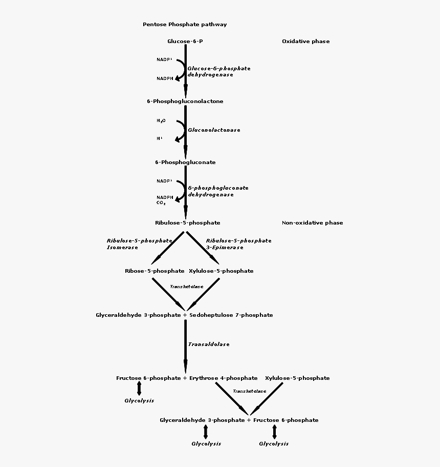 Pentose Phosphate Pathway - Voie Des Pentoses Phosphates, HD Png Download