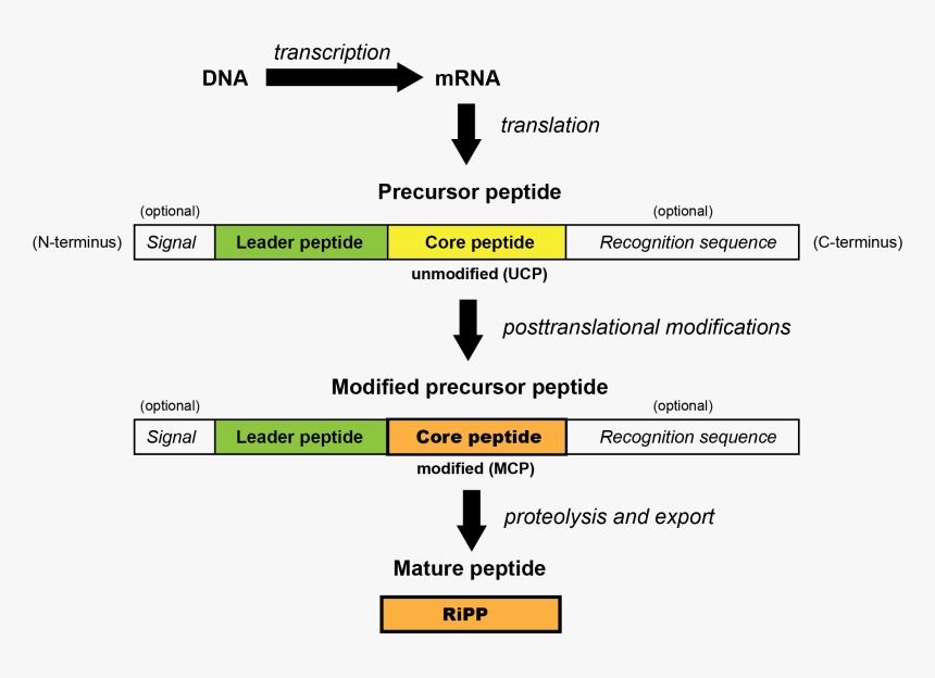 Generalized Ripp Biosynthetic Pathway - Antimicrobial Peptide Synthesis Pathway From Precursors, HD Png Download