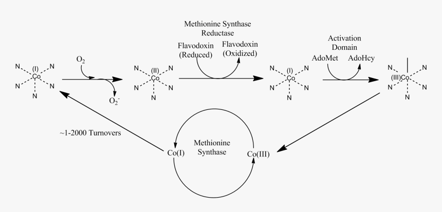 Methionine Synthase Reductase Pathway - Nitrous Oxide Methionine Synthase, HD Png Download
