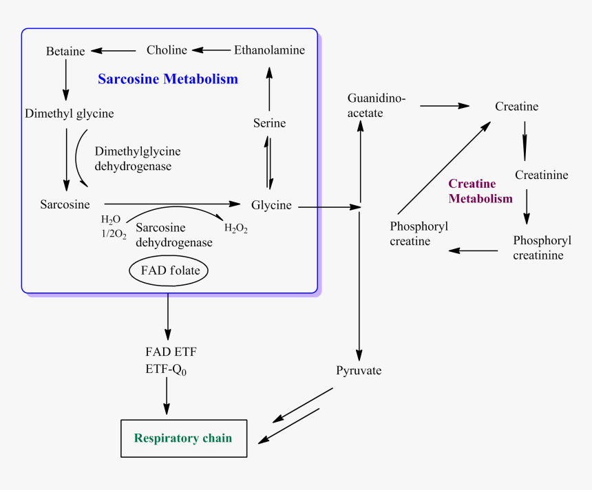 Sarcosine-glycine Pathway - Glycine Sarcosine, HD Png Download