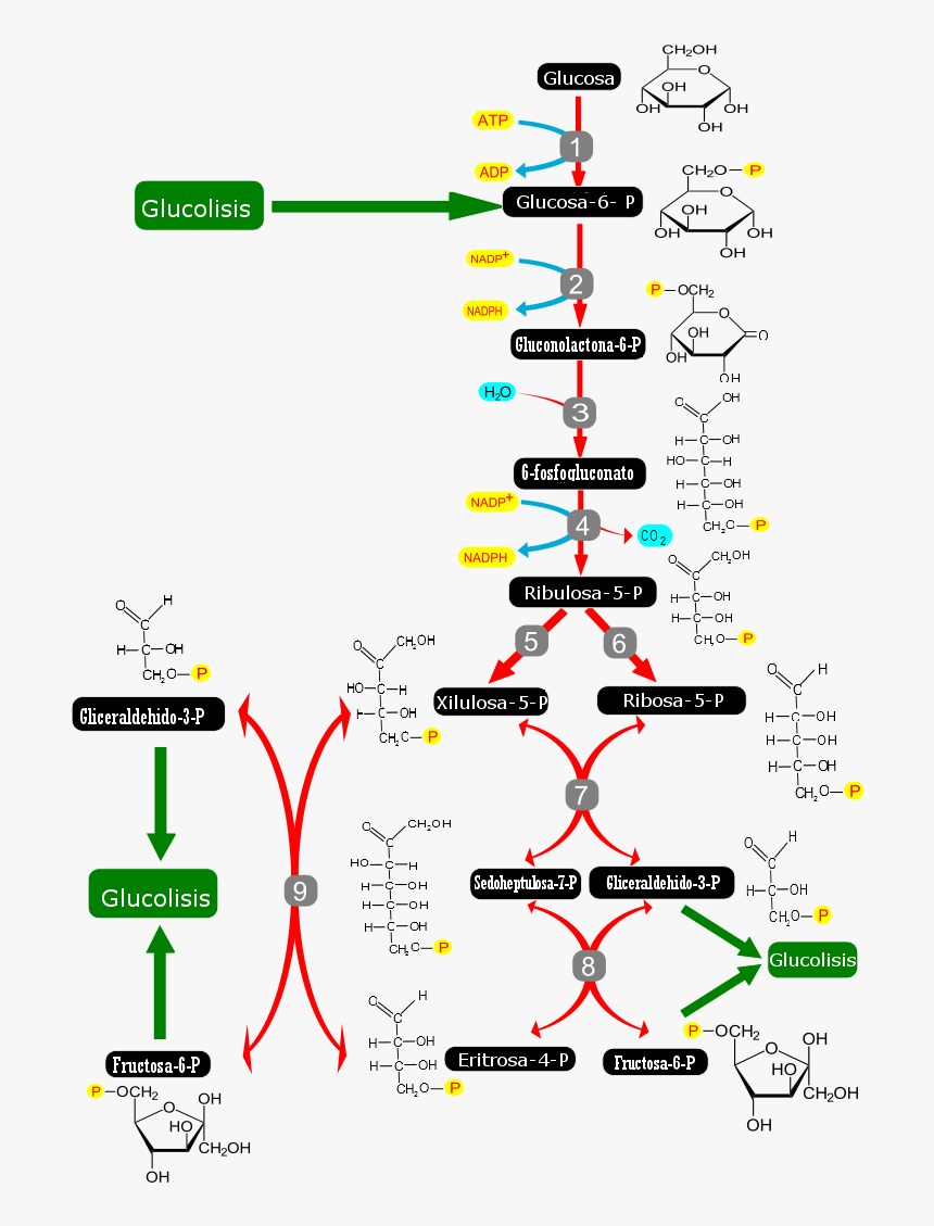Pentose Phosphate Pathway-es - Pentose Phosphate Pathway, HD Png Download