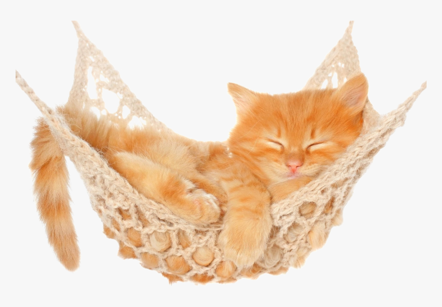Hammock Png Free Pic - Kitten In Hammock, Transparent Png