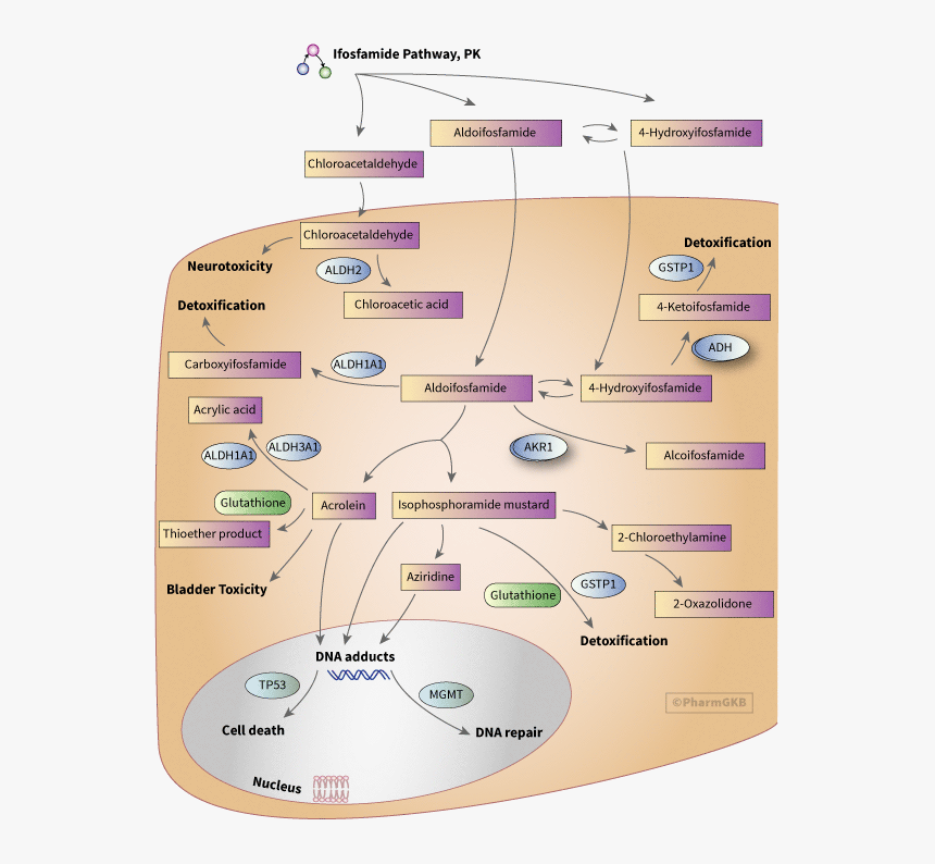Cyclophosphamide Mechanism Of Action In Breast Cancer, HD Png Download