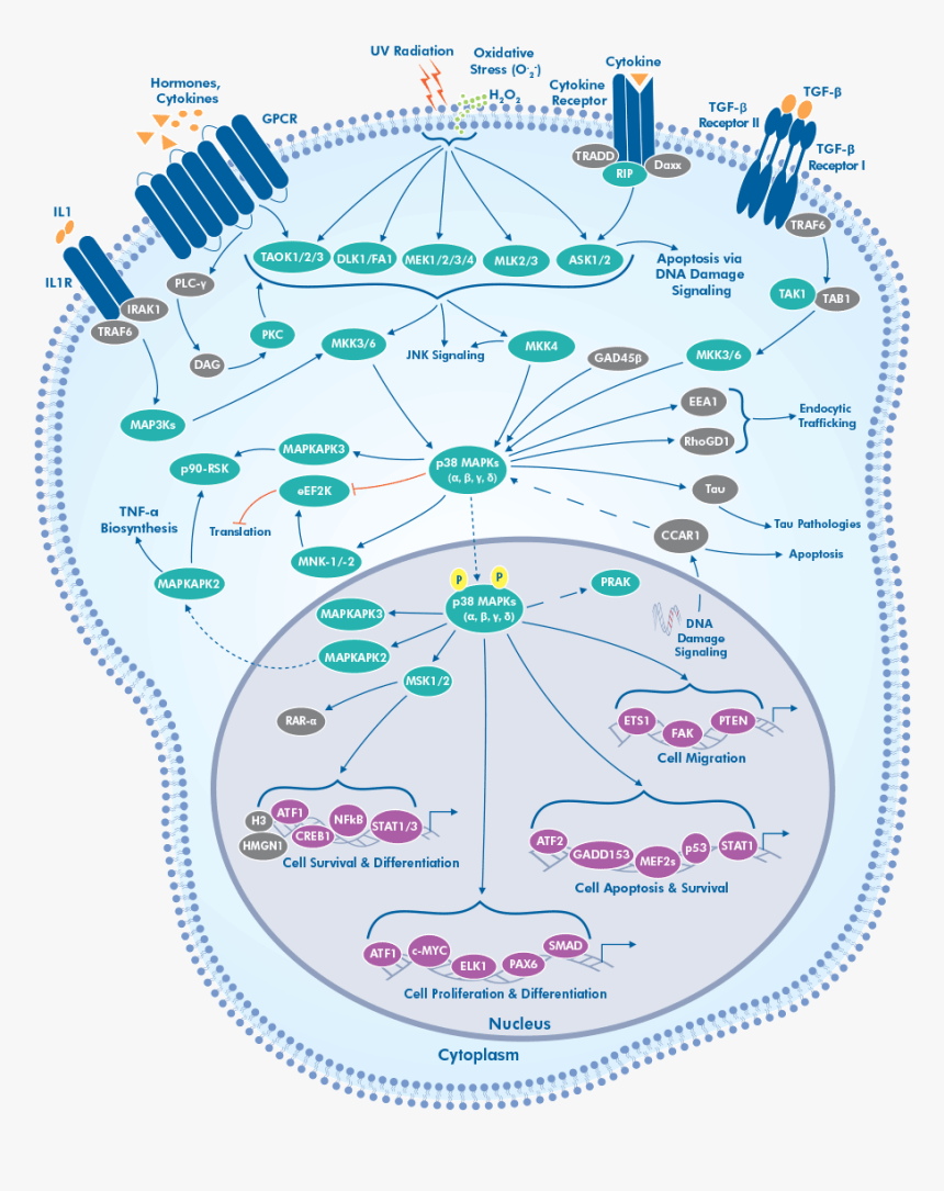 P38 Mapk Erk Pathway, HD Png Download