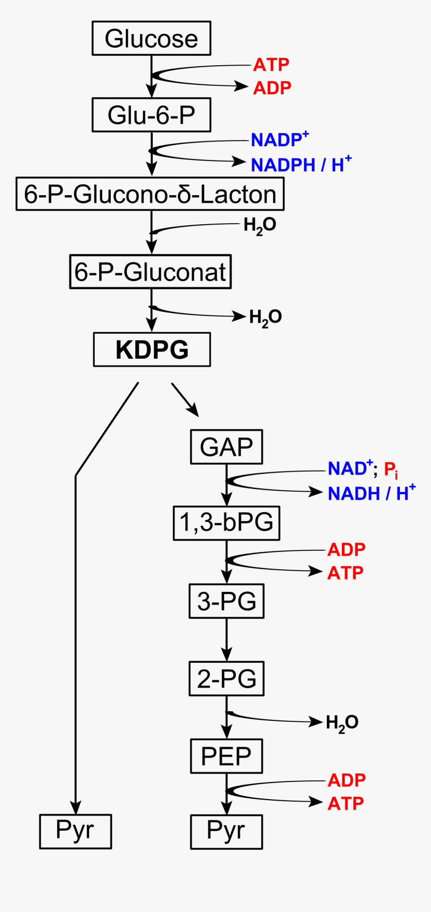 Entner Doudoroff Pathway, HD Png Download