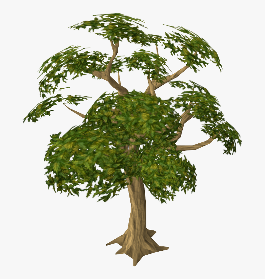 Mahogany Tree, HD Png Download
