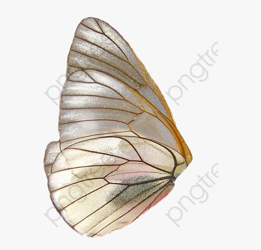 Butterfly Wings Clipart Wing - Butterfly Wings Png, Transparent Png