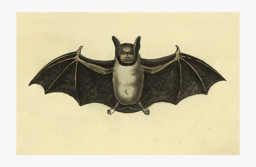 Little Brown Myotis, HD Png Download